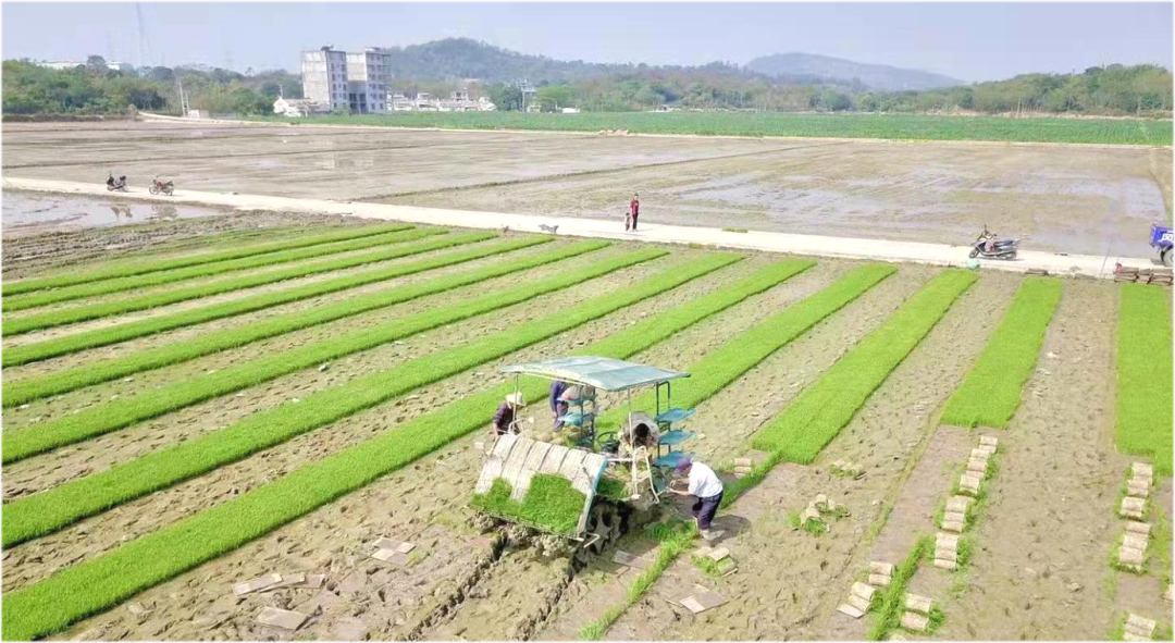 576畝耕地提質改造普寧市南溪鎮兩村成功實踐墾造水田新模式